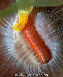 Cup coral macro taken with a sigma 105mm lens and E300. by Nikki Van Veelen 